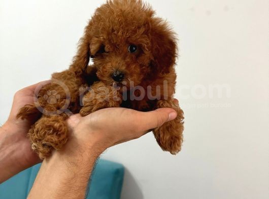 Toy Poddle Erkek Ve Di̇şi̇ Yavrular görsel