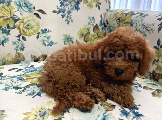 Toy Poddle Erkek Ve Di̇şi̇ Yavrular görsel