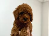 Toy Poddle Erkek Ve Di̇şi̇ Yavrular