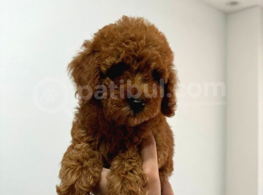Toy Poddle Erkek Ve Di̇şi̇ Yavrular görsel
