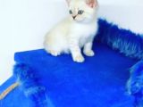MİNNAKLAR SAHİPLENDİRİMEYE HAZIRDIR