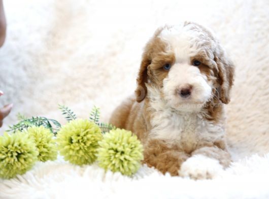 Muhteşem Türkiyede Tek Orjinal Labradoodle Hypoallerjenik Irk görsel