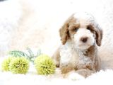 Muhteşem Türkiyede Tek Orjinal Labradoodle Hypoallerjenik Irk