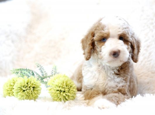 Muhteşem Türkiyede Tek Orjinal Labradoodle Hypoallerjenik Irk görsel