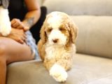 Muhteşem Türkiyede Tek Orjinal Labradoodle Hypoallerjenik Irk