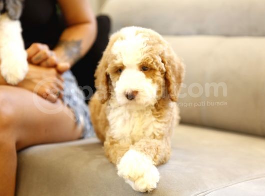 Muhteşem Türkiyede Tek Orjinal Labradoodle Hypoallerjenik Irk görsel
