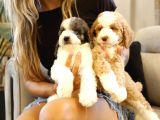 Muhteşem Türkiyede Tek Orjinal Labradoodle Hypoallerjenik Irk