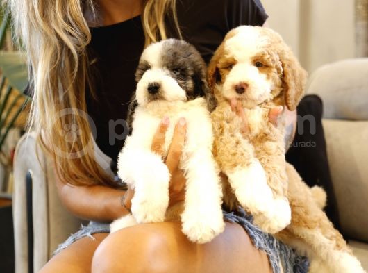 Muhteşem Türkiyede Tek Orjinal Labradoodle Hypoallerjenik Irk görsel