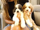 Muhteşem türkiyede tek orjinal Labradoodle hypoallerjenik ırk