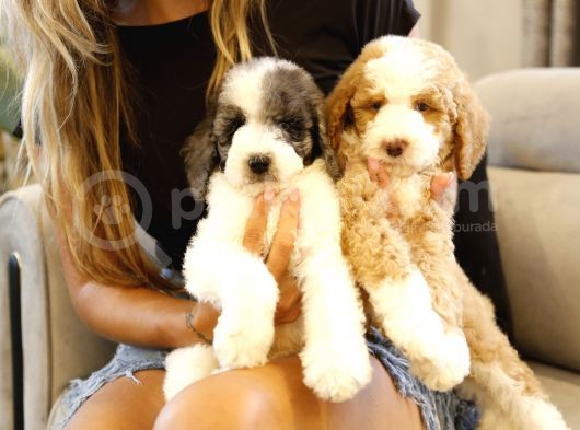Muhteşem Türkiyede Tek Orjinal Labradoodle Hypoallerjenik Irk