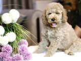 Multigenerational gerçek Labradoodle dna testleri yapılmış