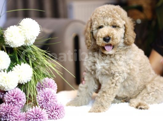 Multigenerational Gerçek Labradoodle Dna Testleri Yapılmış