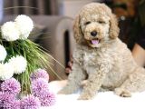 Multigenerational Gerçek Labradoodle Dna Testleri Yapılmış
