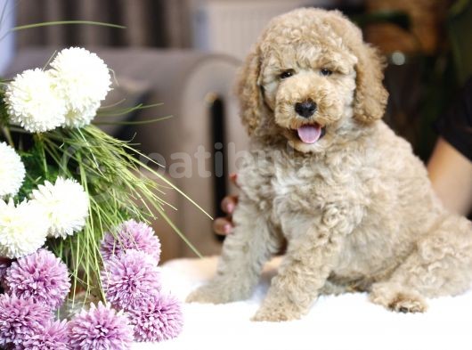 Multigenerational Gerçek Labradoodle Dna Testleri Yapılmış görsel