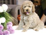 Multigenerational Gerçek Labradoodle Dna Testleri Yapılmış