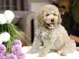 Multigenerational Gerçek Labradoodle Dna Testleri Yapılmış