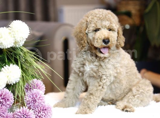 Multigenerational Gerçek Labradoodle Dna Testleri Yapılmış görsel
