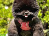 Safkan Pomeranian Boo Yavrularımız