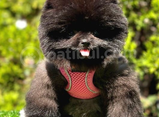 Safkan Pomeranian Boo Yavrularımız görsel