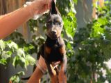 Ki̇ng Doberman Yavrulari
