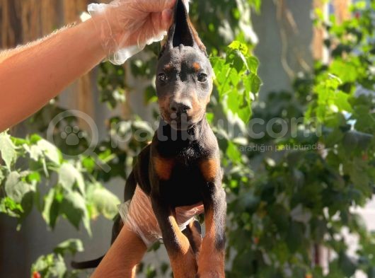 Ki̇ng Doberman Yavrulari görsel
