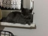 British Shorthair Yavrularımız