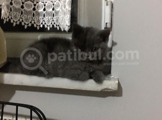 British Shorthair Yavrularımız görsel