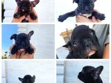 French Bulldog Yavruları