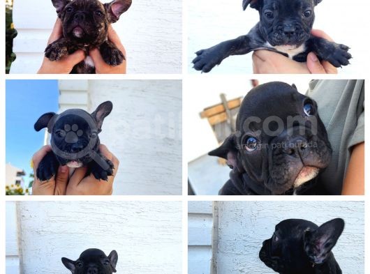 French Bulldog Yavruları görsel