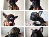 French Bulldog Yavruları
