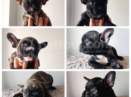 French Bulldog Yavruları