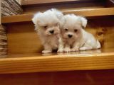 En iyisini arayanlar  için  maltese terrier bebekler 
