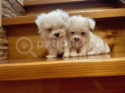 En Iyisini Arayanlar  Için  Maltese Terrier Bebekler 