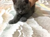 British Shorthair Yavrularımız