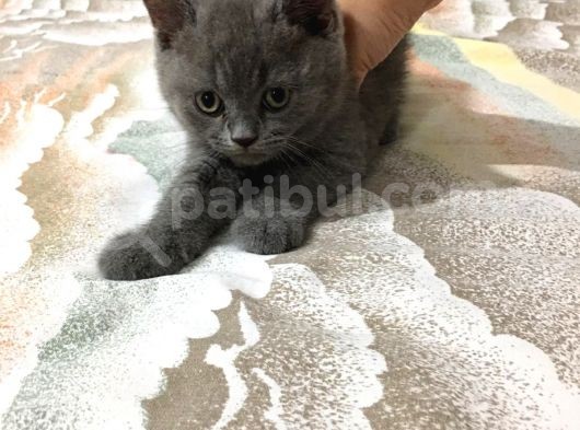 British Shorthair Yavrularımız