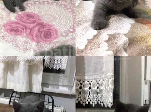 British Shorthair Yavrularımız görsel