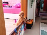 2 Aylık Poodle