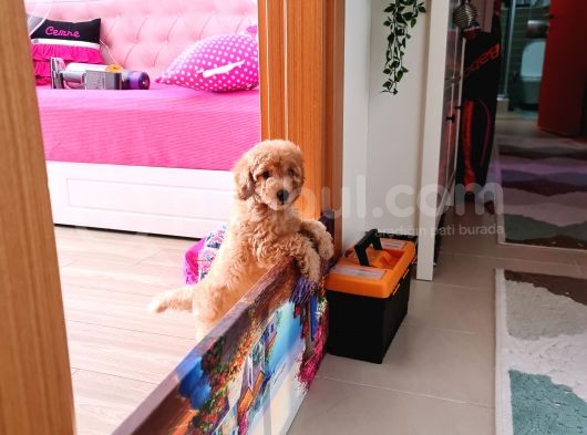 2 Aylık Poodle görsel