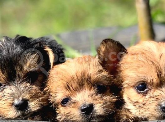 Teacup Morkie Bebeklerimiz