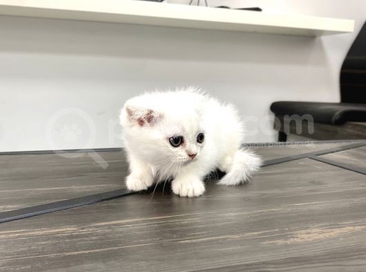0 Kulak Fold Kizimiz görsel
