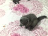 British Shorthair Yavrularımız