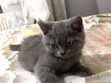 British Shorthair Yavrularımız