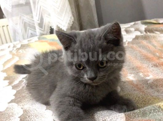 British Shorthair Yavrularımız görsel