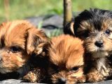 Teacup Morkie Bebeklerimiz