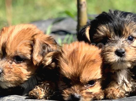 Teacup Morkie Bebeklerimiz görsel
