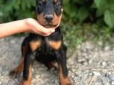 ANATOMİ HARİKASI DOBERMAN YAVRULARI