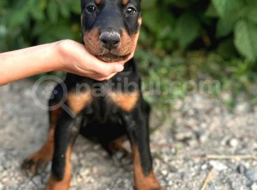Anatomi̇ Hari̇kasi Doberman Yavrulari