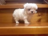 En Iyisini Arayanlar  Için  Maltese Terrier Bebekler 