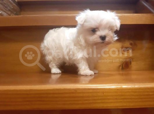 En Iyisini Arayanlar  Için  Maltese Terrier Bebekler  görsel
