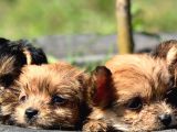Teacup Morkie Bebeklerimiz